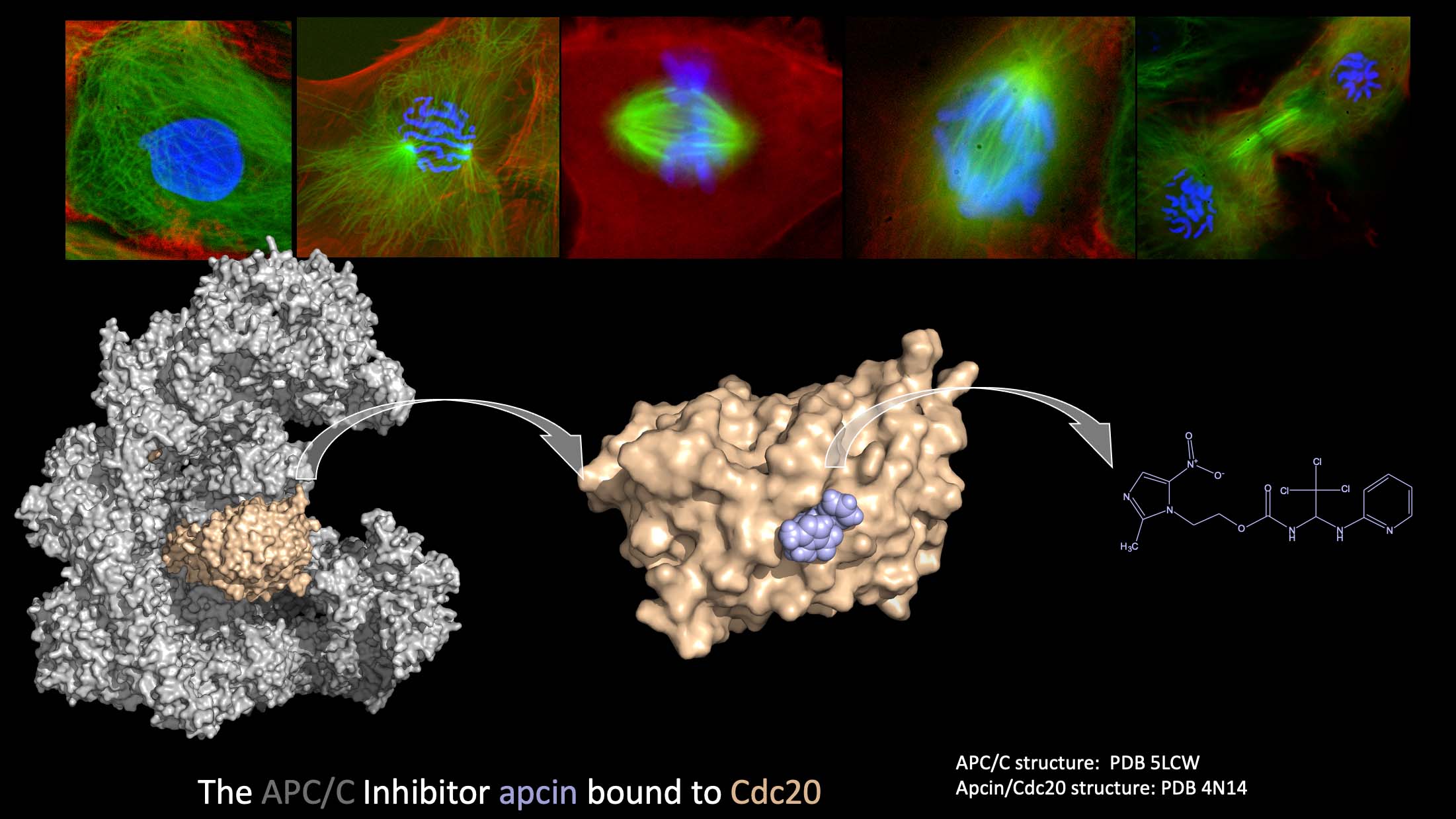 APC/C Inhibitor apcin bound to CDC20